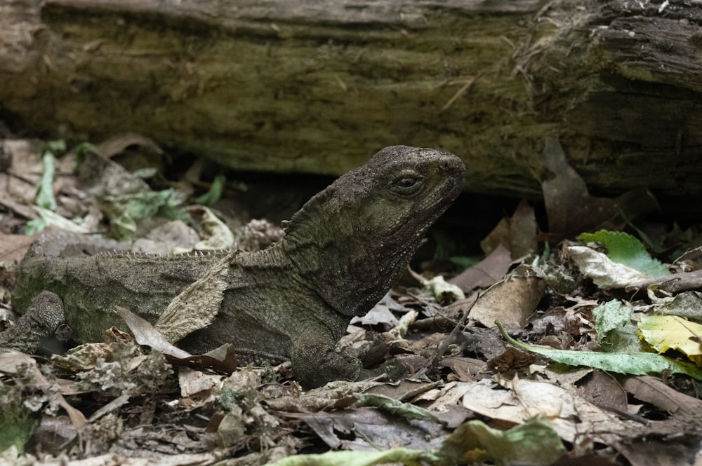 a close up of a lizard on the ground