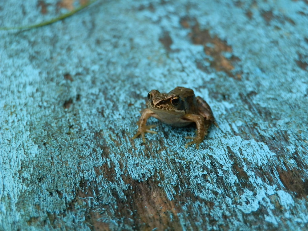 a frog is sitting on a wooden surface