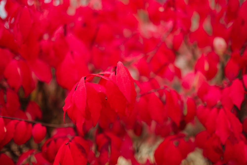 a bunch of red flowers that are on a tree