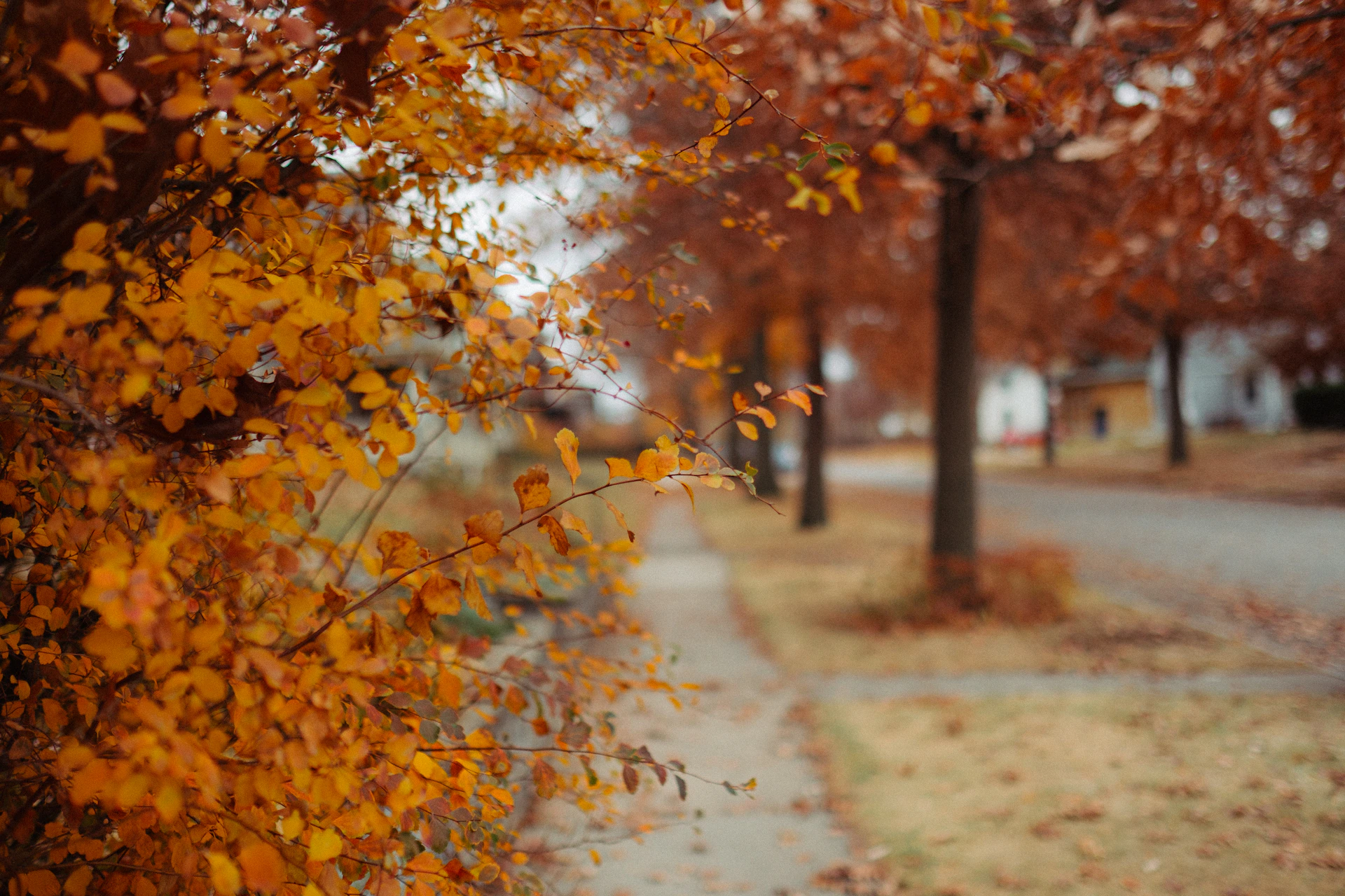 a tree with yellow leaves on it next to a road