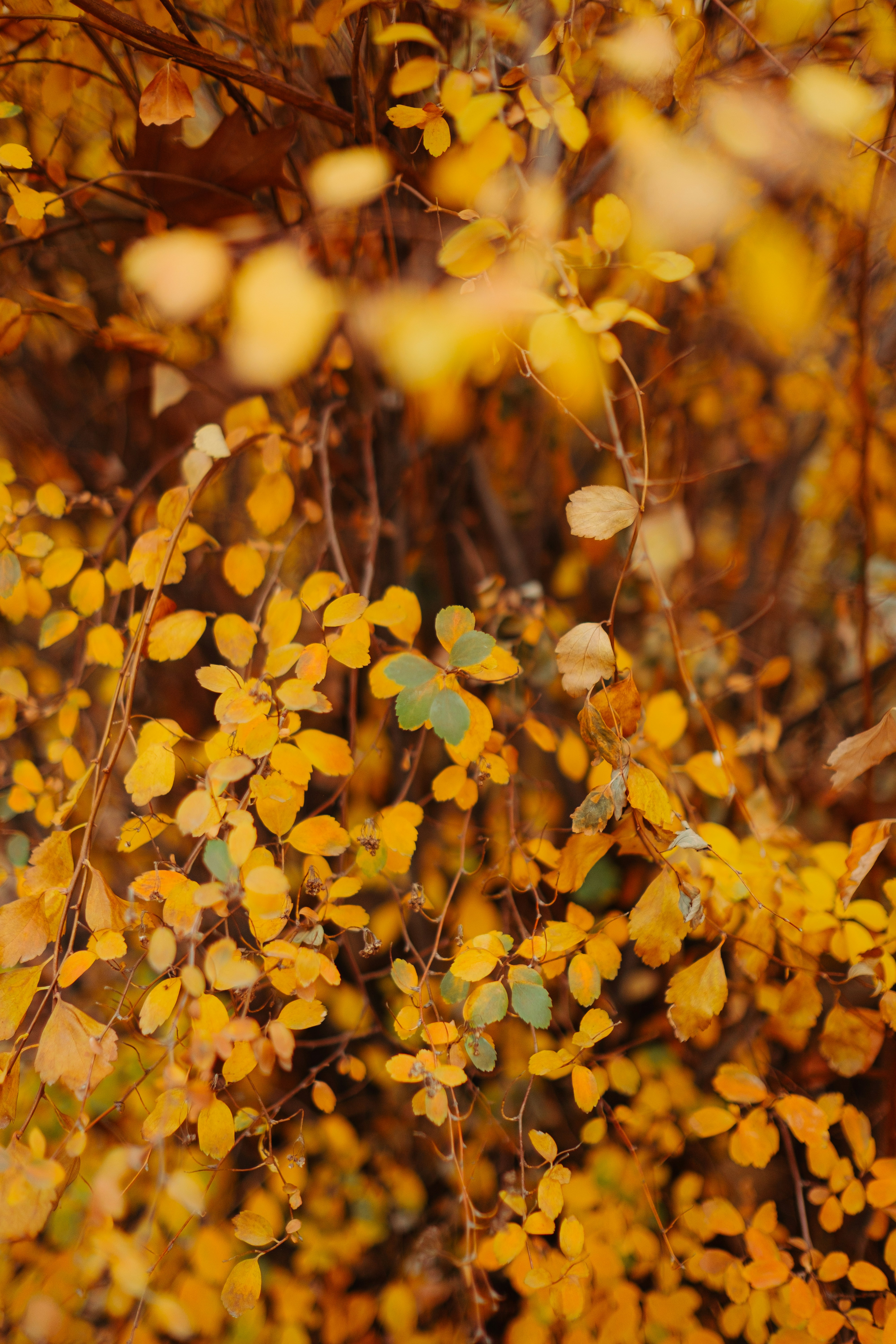 Photo by wesleyphotography