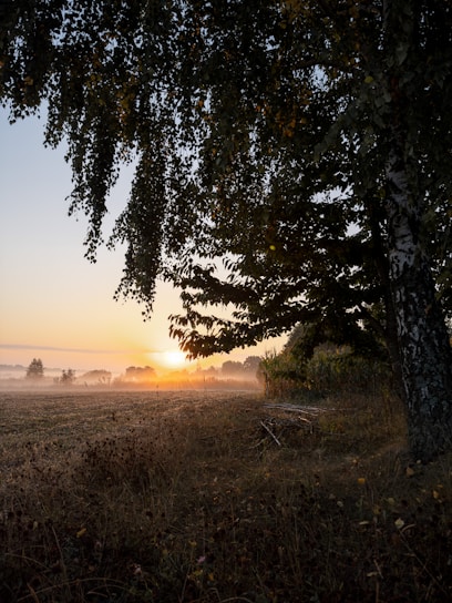 A peaceful sunrise over the meditation garden with soft golden light filtering through tall trees.