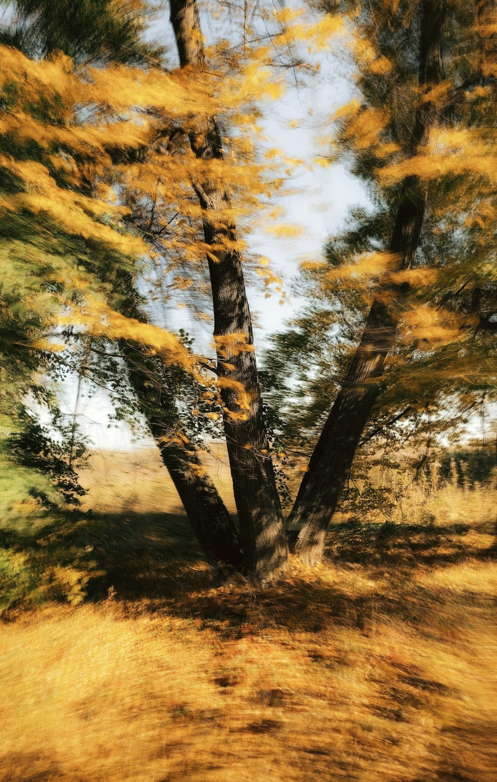 a blurry photo of a tree in a field