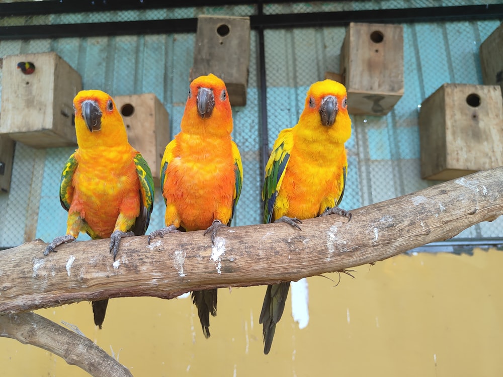 three brightly colored birds perched on a branch