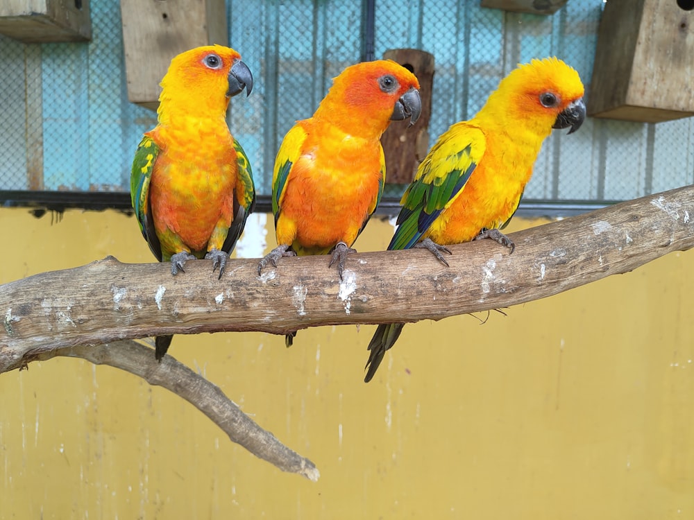 a group of colorful birds sitting on top of a tree branch