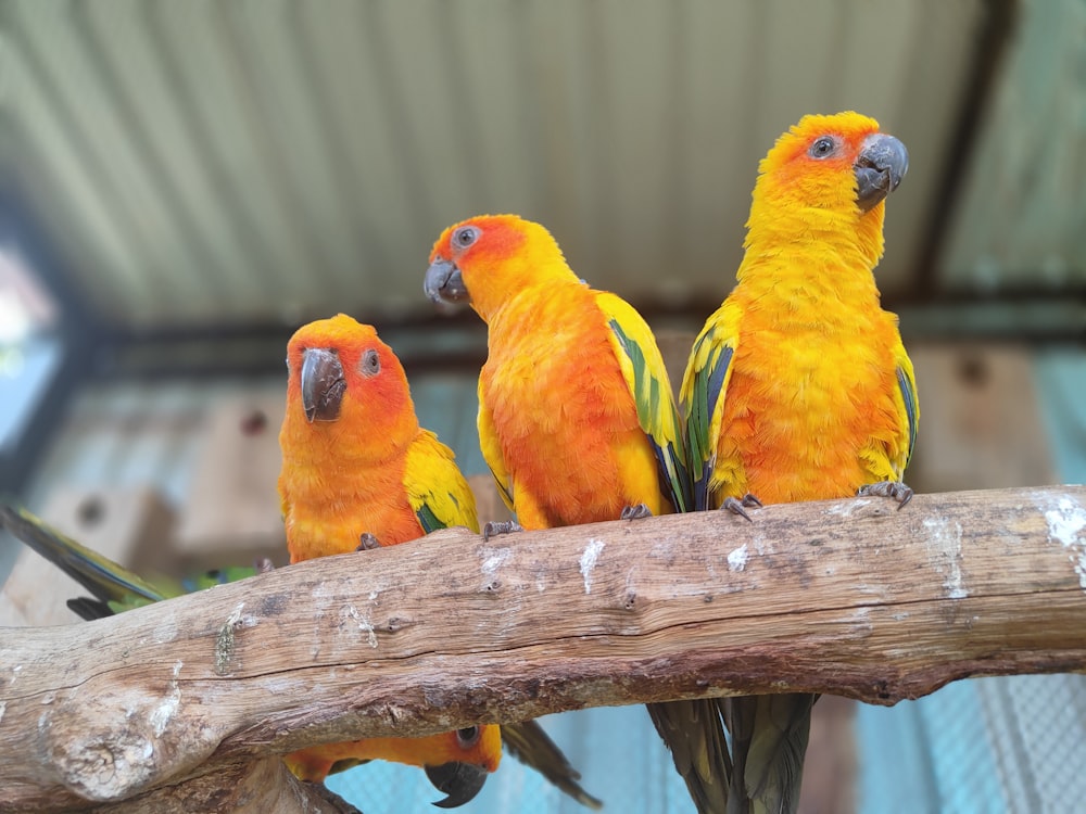 a group of birds sitting on top of a tree branch