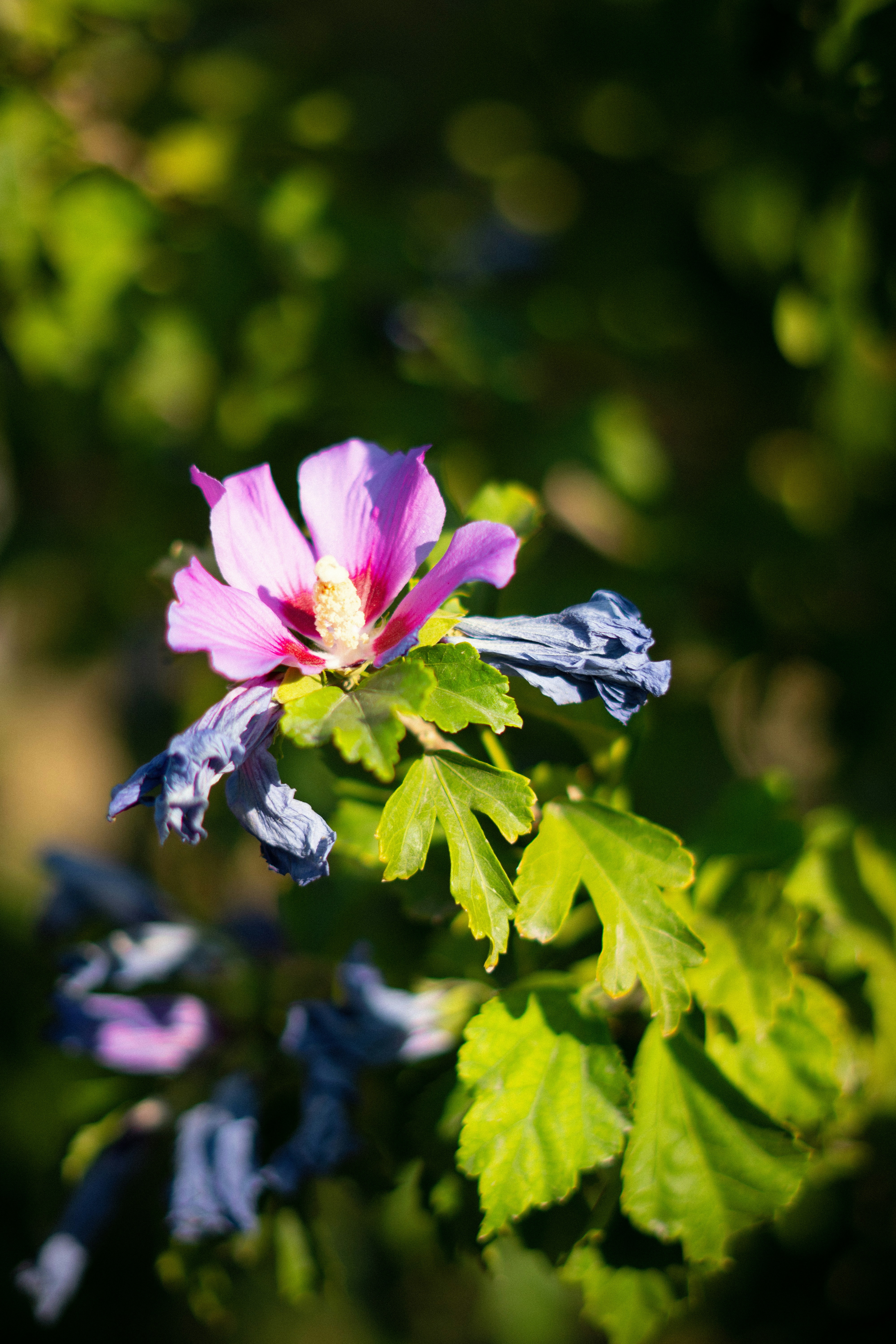 Photo by avocado_nikto