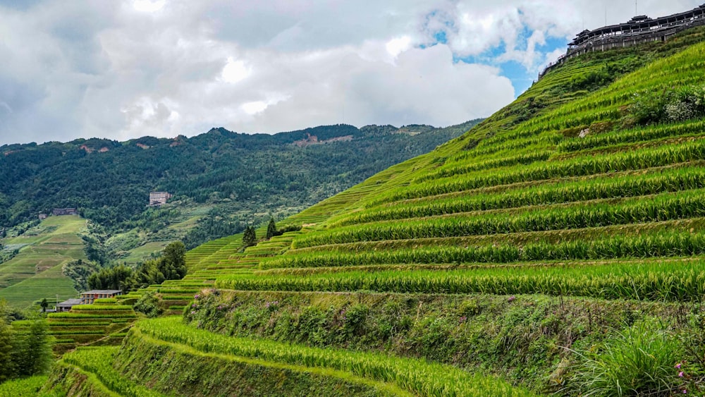 a lush green hillside covered in lots of grass