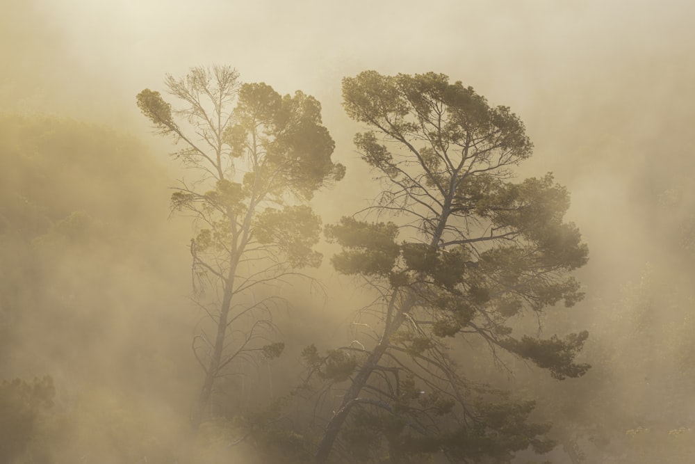 a foggy forest filled with lots of trees