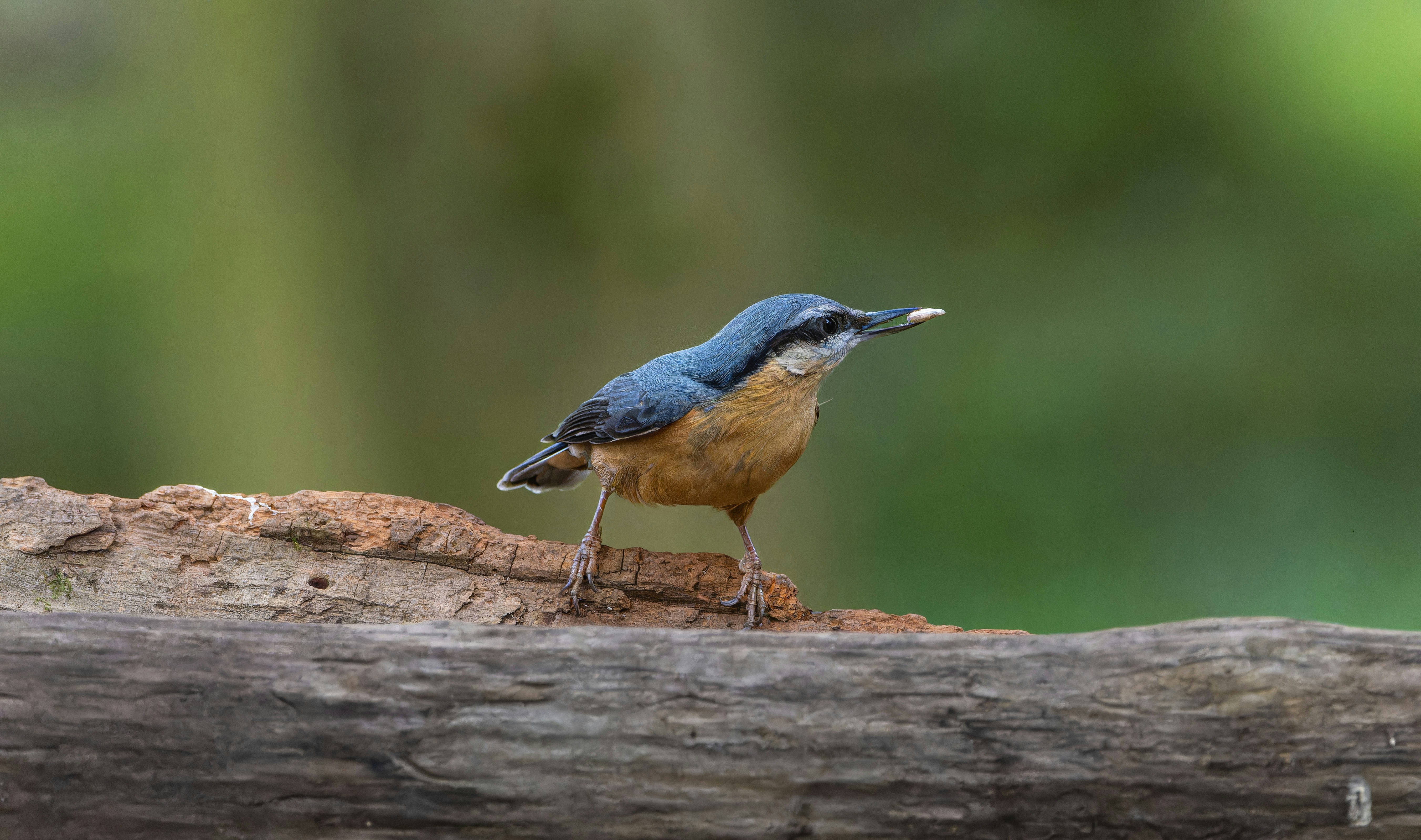 Photo by siegfriedpoepperl