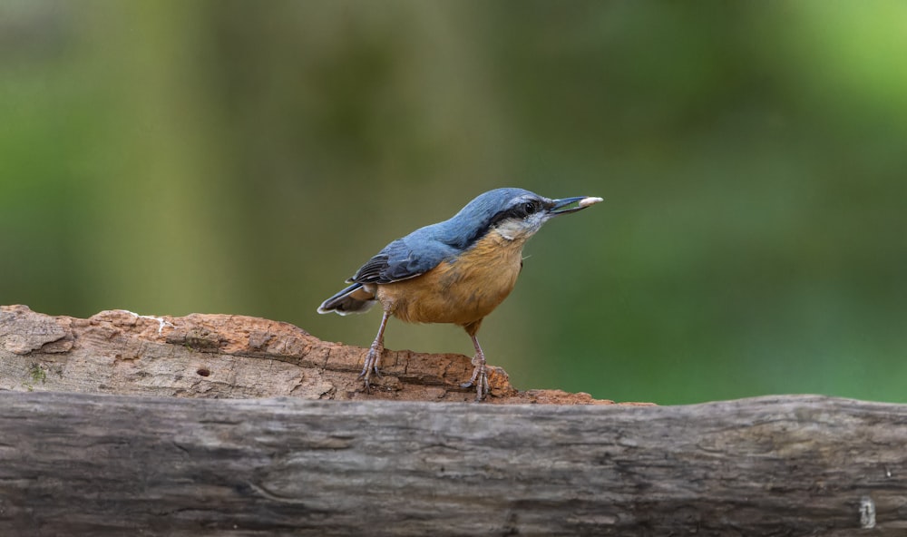 a small blue and brown bird standing on a log