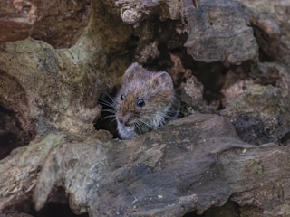 A small rodent peers out from within the hollowed section of a weathered, textured piece of wood. The rodent's fur is a mottled mix of gray and brown, and its dark, shiny eyes are alert and curious.