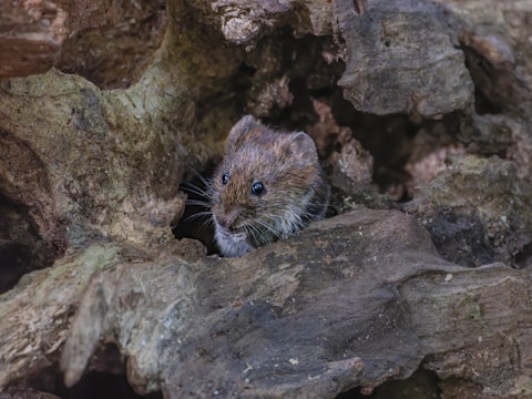 A small rodent peers out from within the hollowed section of a weathered, textured piece of wood. The rodent's fur is a mottled mix of gray and brown, and its dark, shiny eyes are alert and curious.