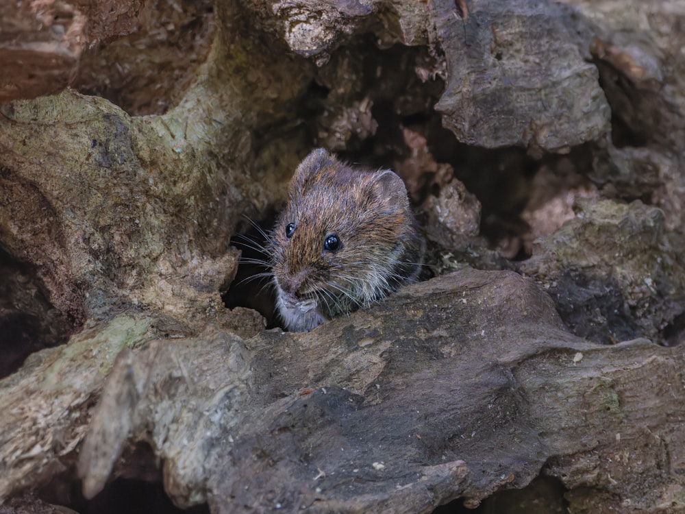 a rodent peeking out of a hole in the rocks