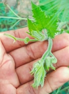Hands gently holding a small plant sprouting new leaves.