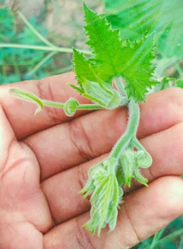 Close-up of hands gently holding a small plant sprouting fresh green leaves, symbolizing growth and healing.