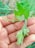 A close-up of a hand gently touching a thriving green plant in a garden.