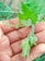 A close-up of a hand gently touching a thriving green plant in a garden.