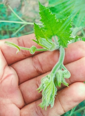 A close-up of a person's hand gently holding a young, fuzzy plant with vibrant green leaves and spiraling tendrils. The plant exhibits a delicate and new growth stage, with visible hairs on the surface of the stem and leaves.