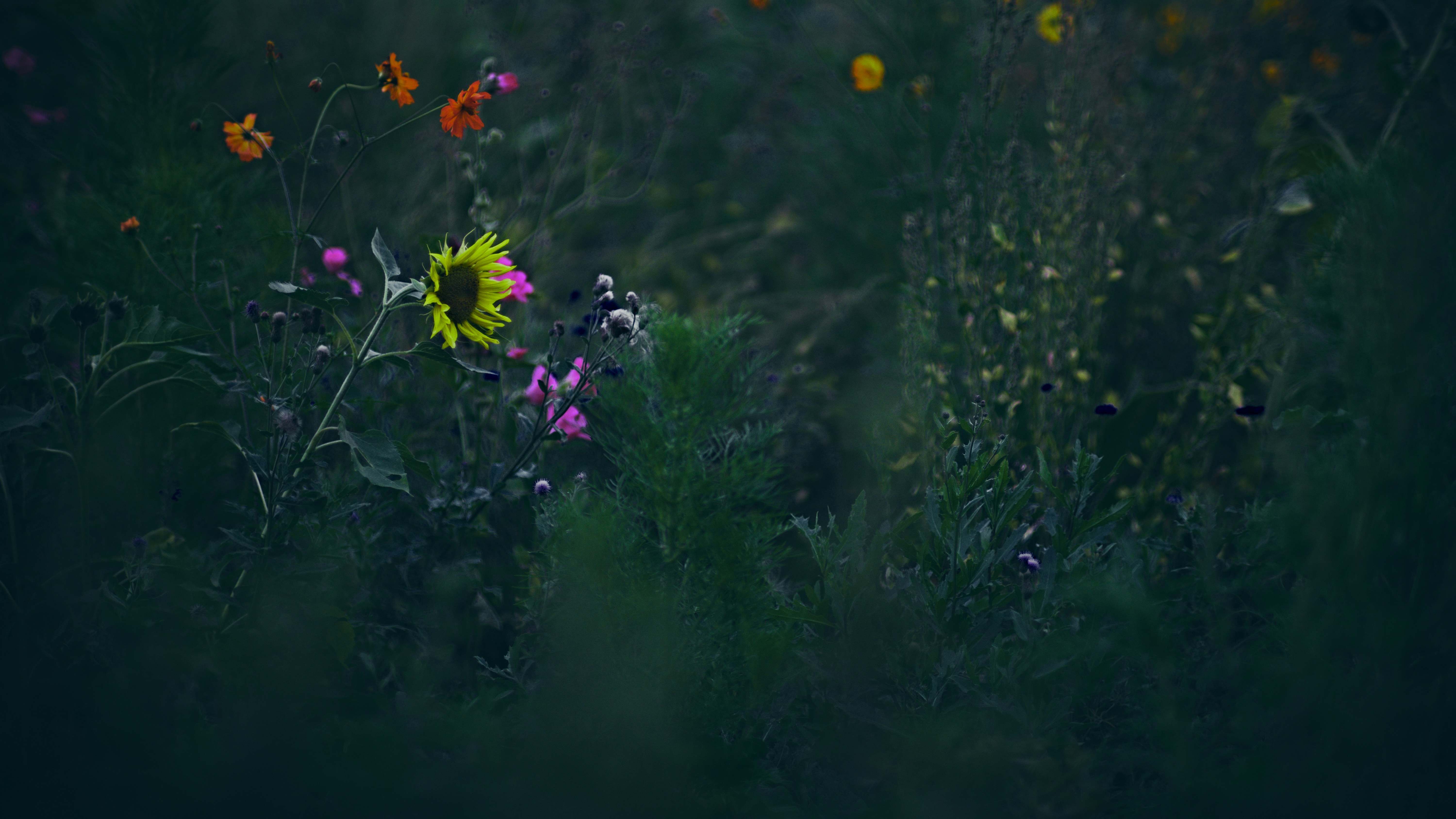 A field of wildflowers and other wild flowers photo – Free Field Image ...