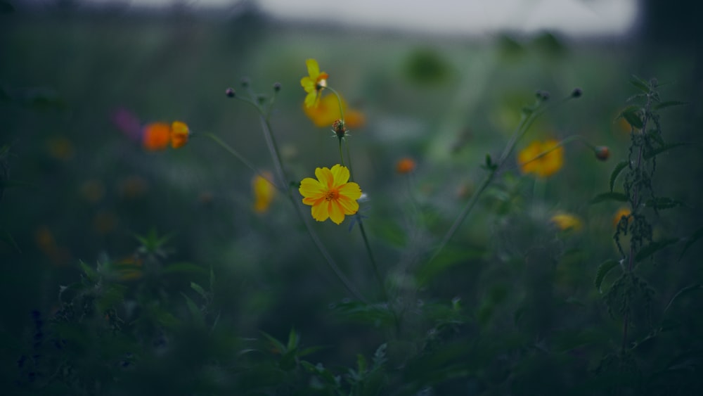 a bunch of flowers that are in the grass