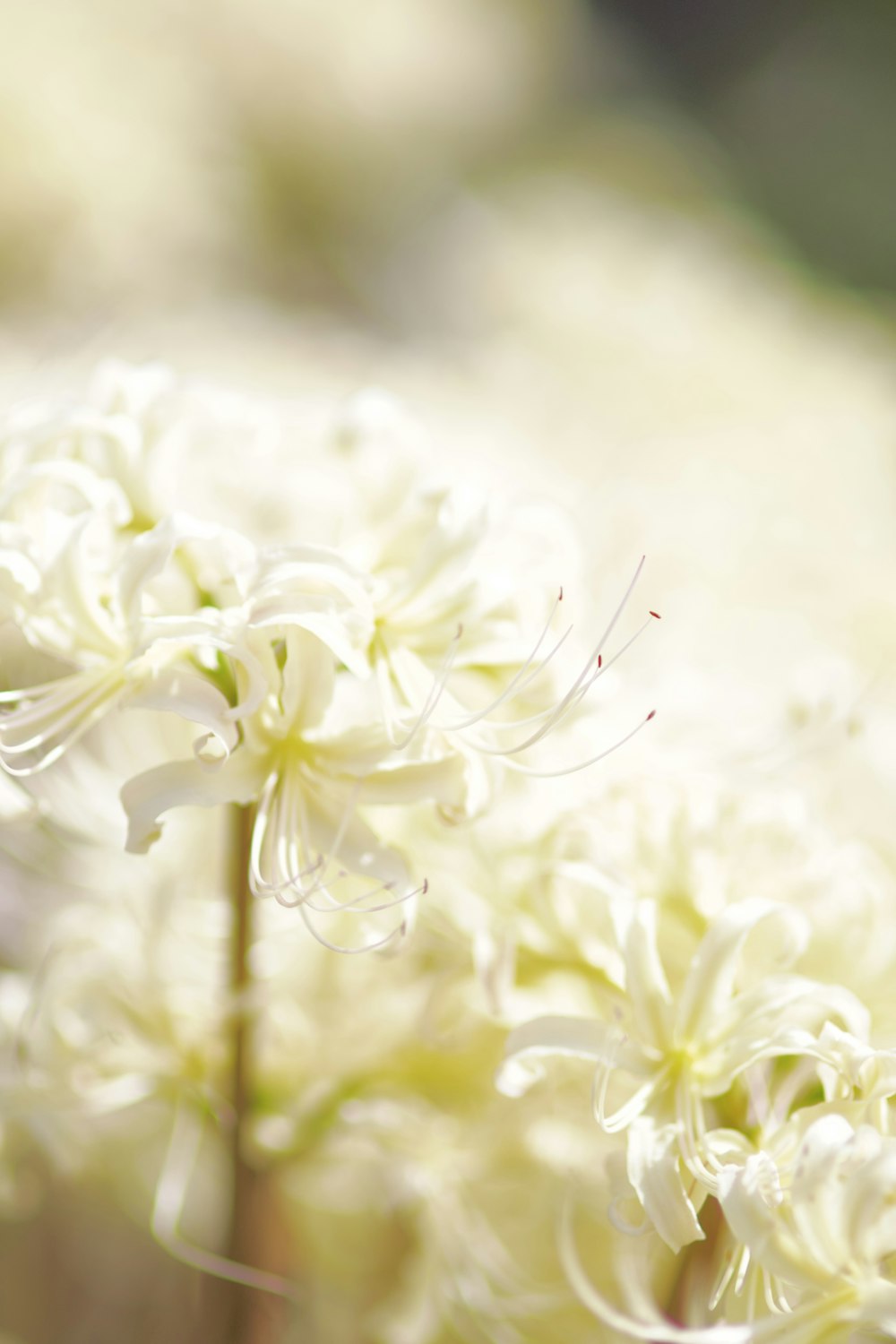 Nahaufnahme eines Straußes weißer Blumen