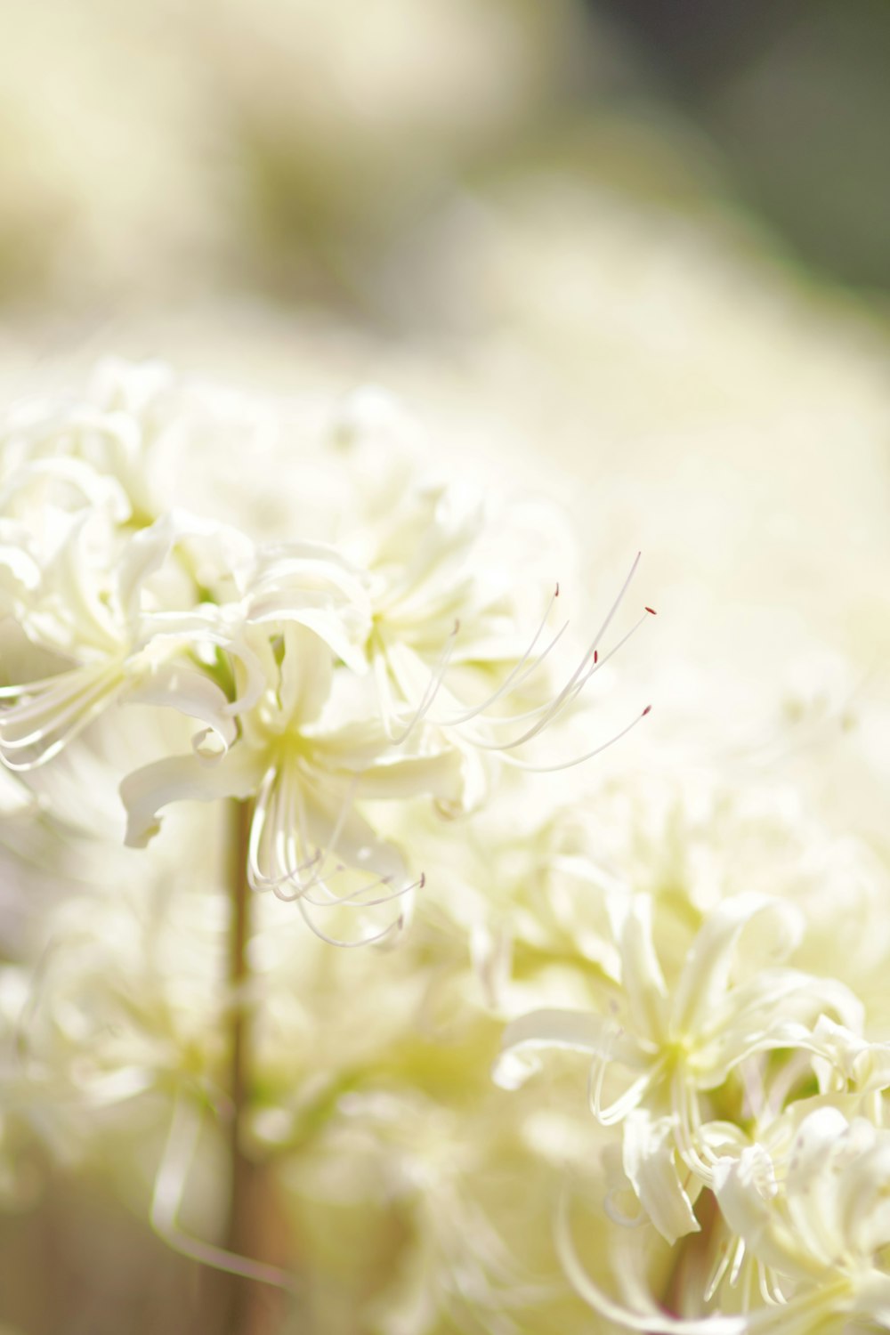 a close up of a bunch of white flowers