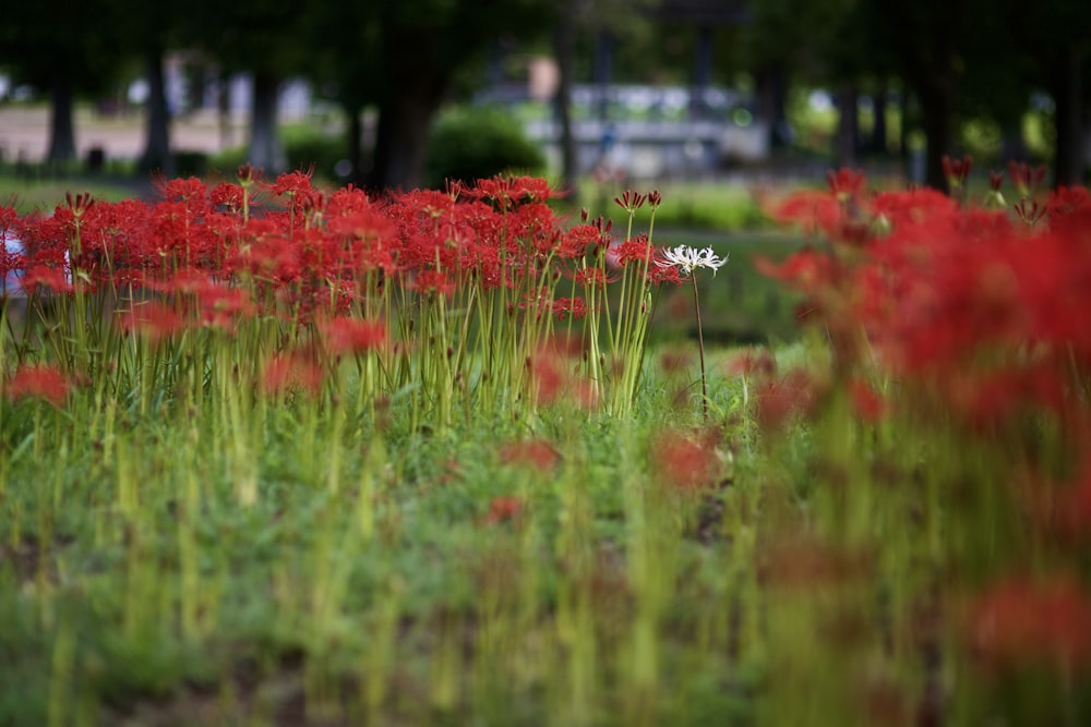 um campo cheio de flores vermelhas e grama verde