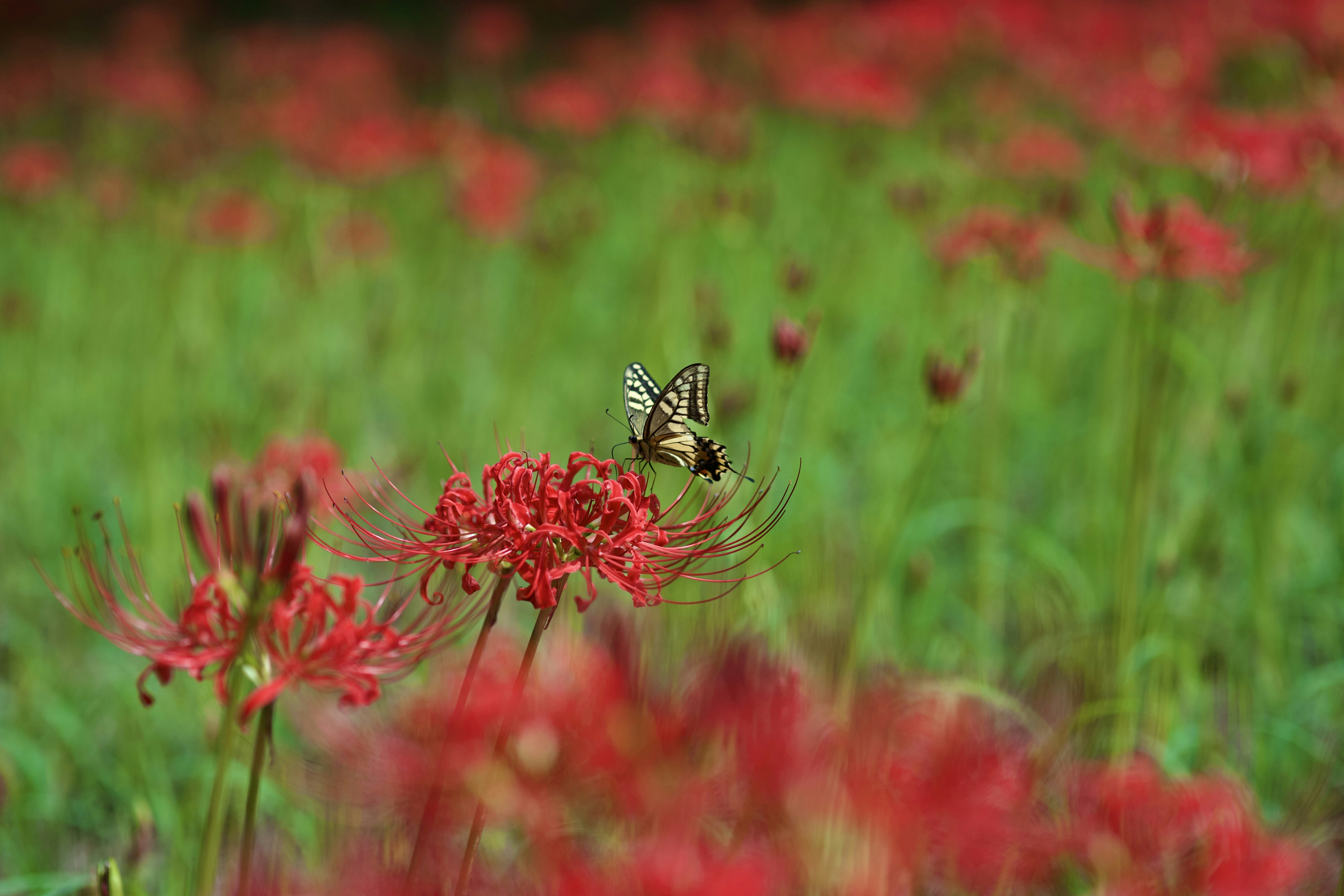 A butterfly sitting on top of a red flower photo – Free 水元公園 Image on ...