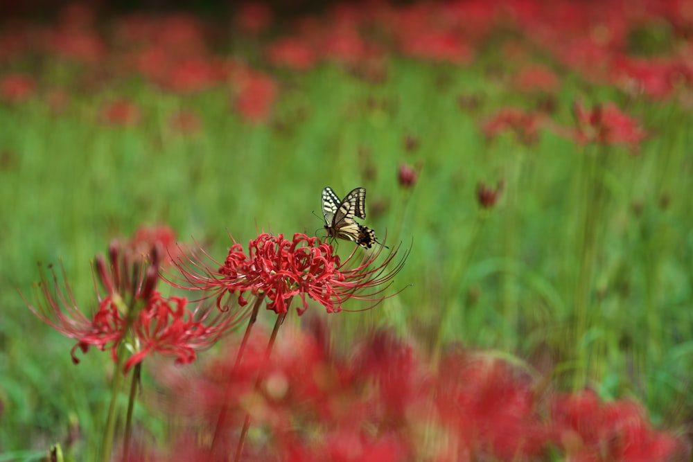 a butterfly sitting on top of a red flower