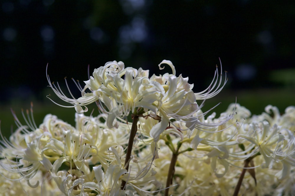 a bunch of white flowers that are in the grass