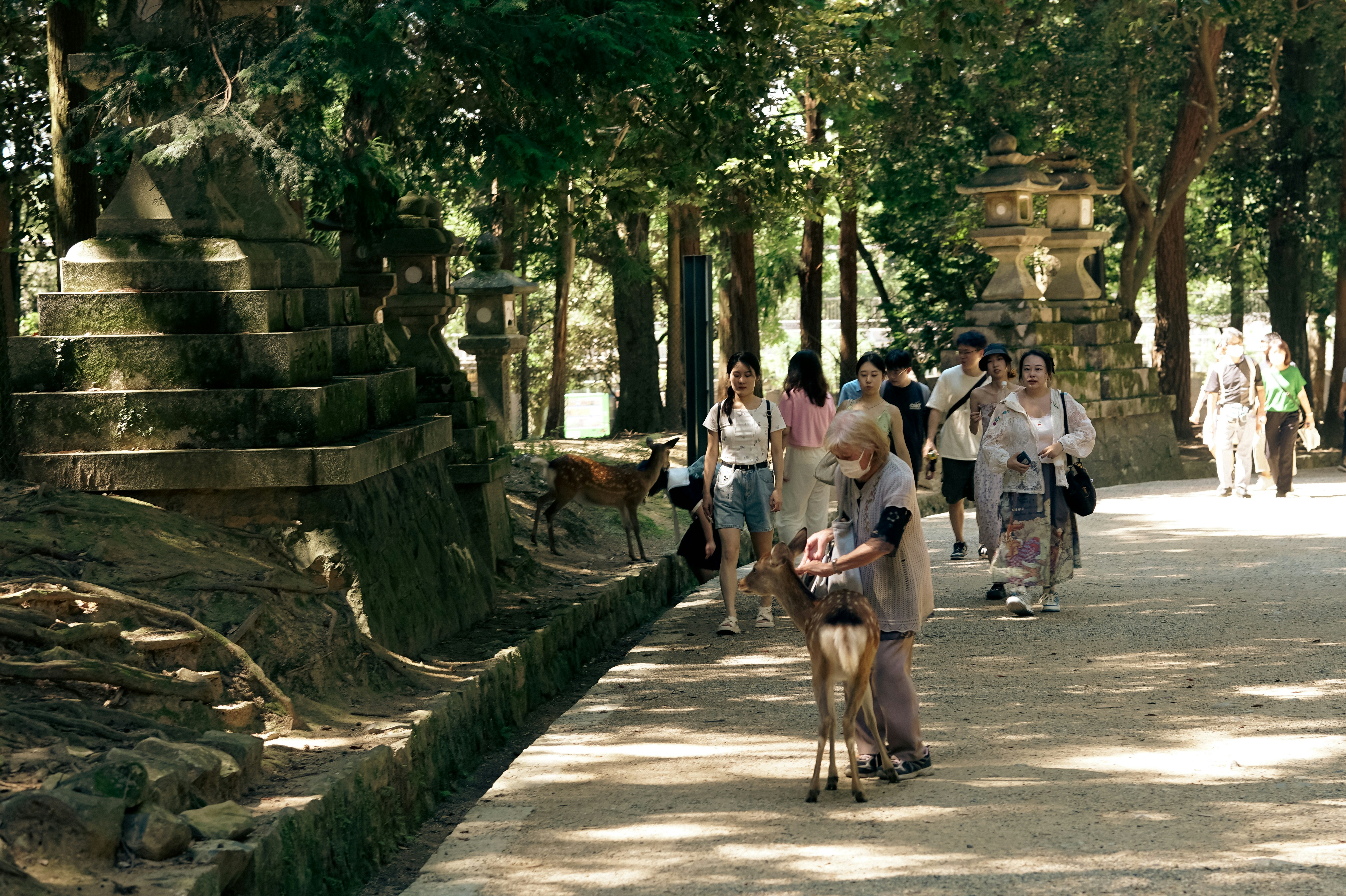a group of people walking down a path next to a forest