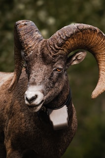 A bighorn sheep with large, curved horns stands in front of a blurred green background. The sheep has a textured brown coat and is wearing a tracking collar around its neck.