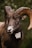 A bighorn sheep with large, curved horns stands in front of a blurred green background. The sheep has a textured brown coat and is wearing a tracking collar around its neck.