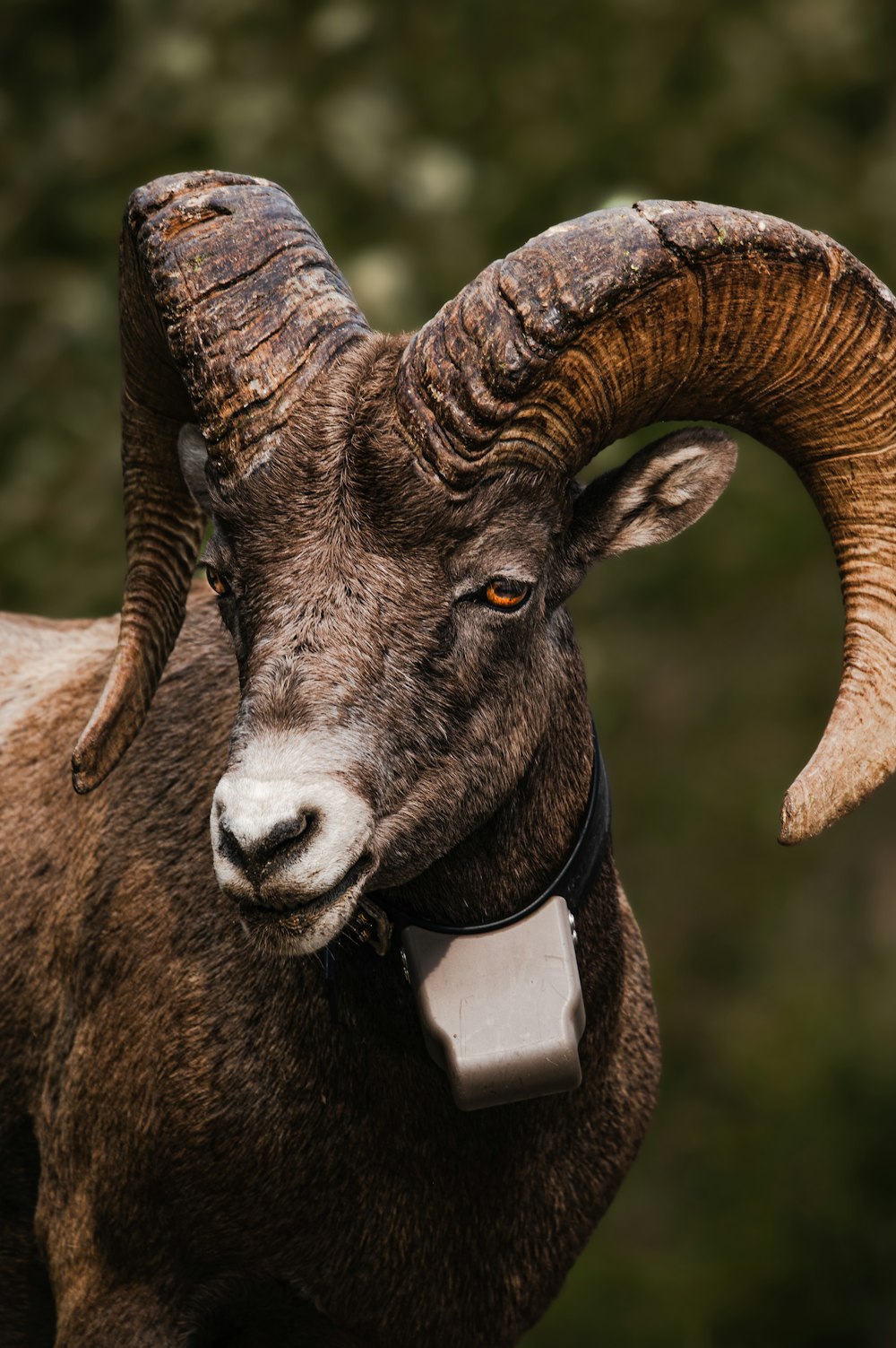 a close up of a ram with horns