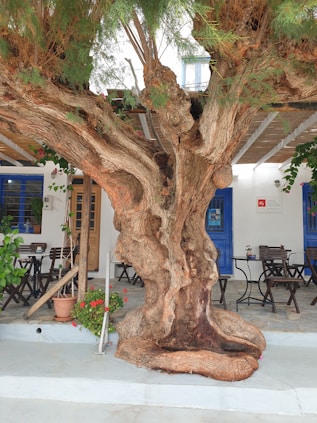 a large tree in front of a building
