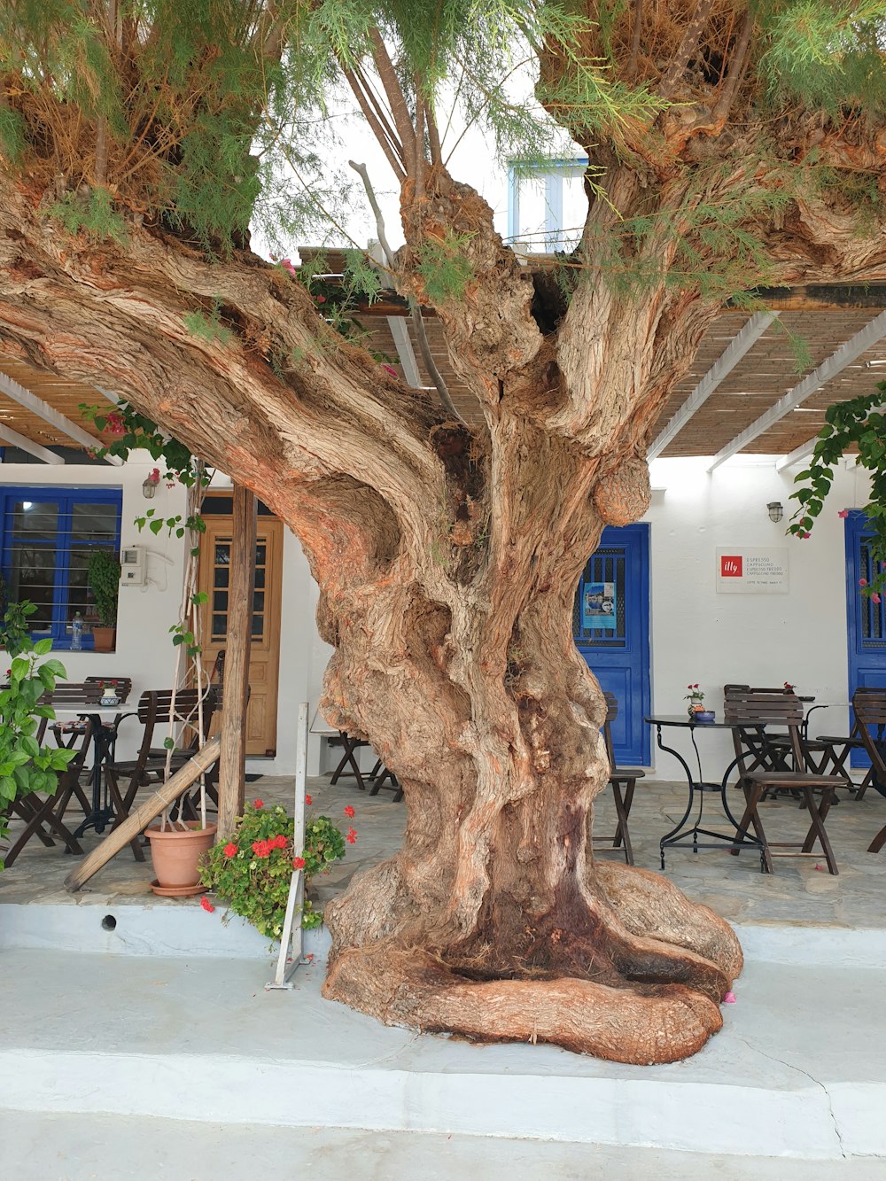 a large tree in front of a building