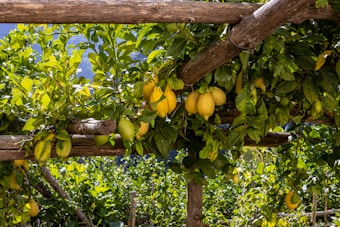 Lush green foliage with bunches of ripe and unripe lemons hanging from wooden structures, set against a clear blue sky. The scene captures the essence of a vibrant lemon grove with natural wooden supports.