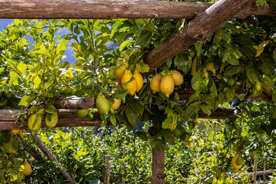 Lush green foliage with bunches of ripe and unripe lemons hanging from wooden structures, set against a clear blue sky. The scene captures the essence of a vibrant lemon grove with natural wooden supports.