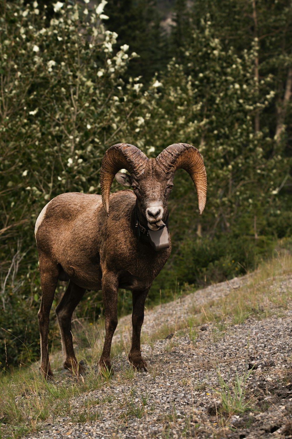 a brown goat standing on top of a grass covered hillside