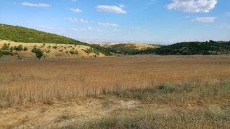 A serene Portuguese farm landscape with golden fields of wheat and olive trees under a soft yellow sky.