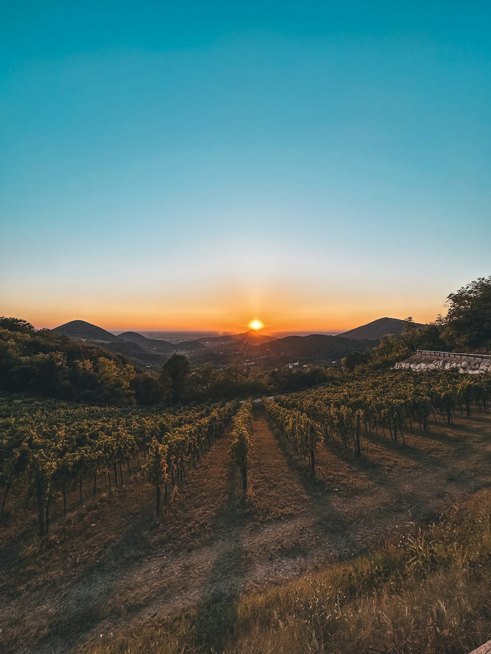 the sun is setting over a vineyard in the hills