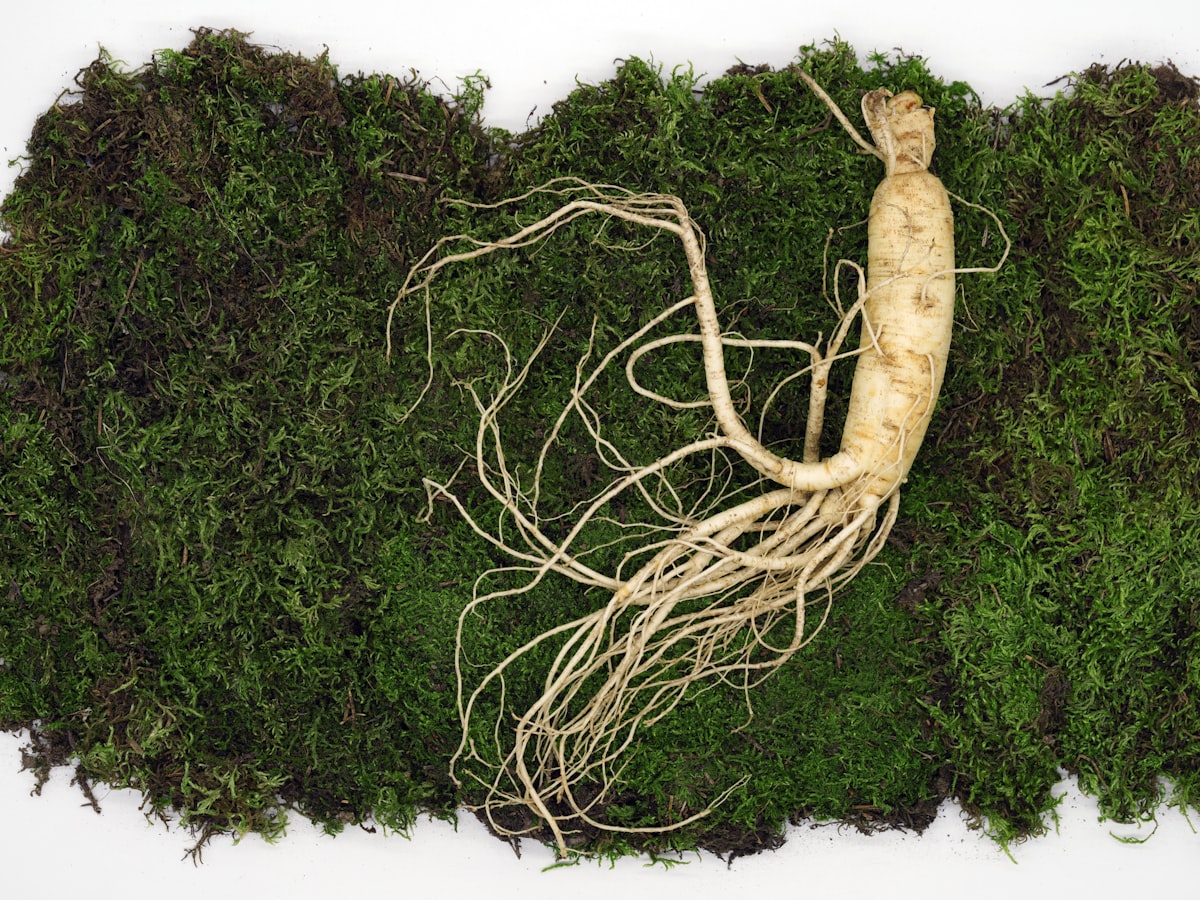 American Ginseng