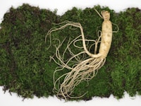 Panax Ginseng