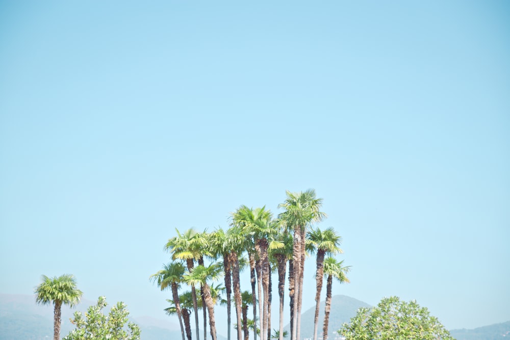 a group of palm trees with a blue sky in the background