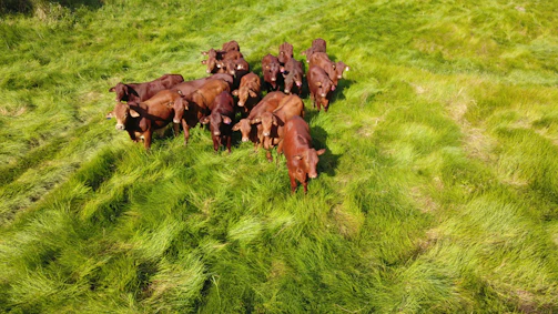 Rows of healthy cattle grazing, symbolizing the impact of quality nutrition.