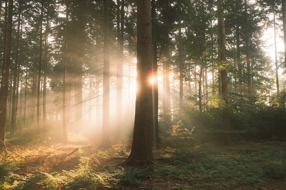 the sun is shining through the trees in the forest