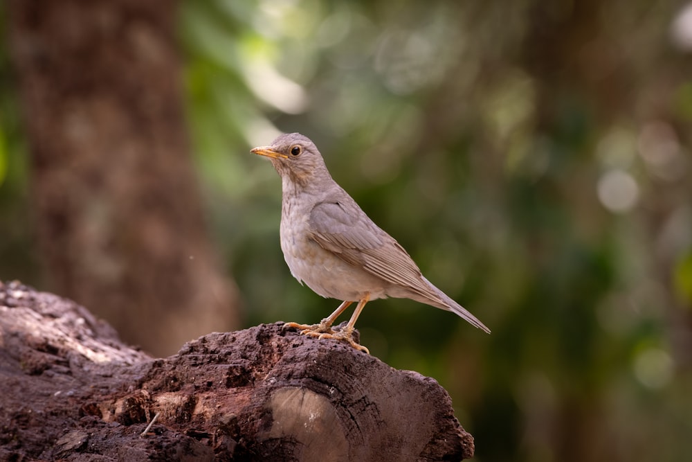 a small bird sitting on top of a tree stump