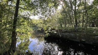 A serene forest scene featuring a calm, reflective pond surrounded by lush green trees. Sunlight filters through the canopy, creating dappled light patterns on the foliage and water surface. The tranquility of the setting suggests a peaceful and natural environment.