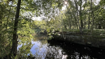 A serene forest scene featuring a calm, reflective pond surrounded by lush green trees. Sunlight filters through the canopy, creating dappled light patterns on the foliage and water surface. The tranquility of the setting suggests a peaceful and natural environment.